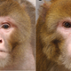 A pair of 27-year-old monkeys, the one of the left having eaten more over his lifetime than his calorically restricted peer. (Image: (Image: University of Wisconsin-Madison)